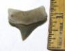 Pungo Megalodon Shark Tooth